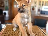 Shiba Inu