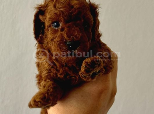 Yuvarlak Küçük Yüzlü Teacup Kore Poodle görsel