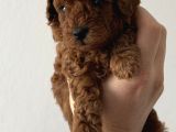 Yuvarlak Küçük Yüzlü Teacup Kore Poodle