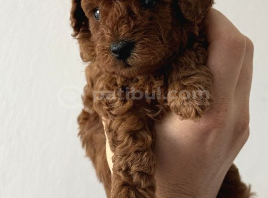 Yuvarlak Küçük Yüzlü Teacup Kore Poodle görsel