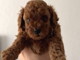 Yuvarlak Küçük Yüzlü Teacup Kore Poodle