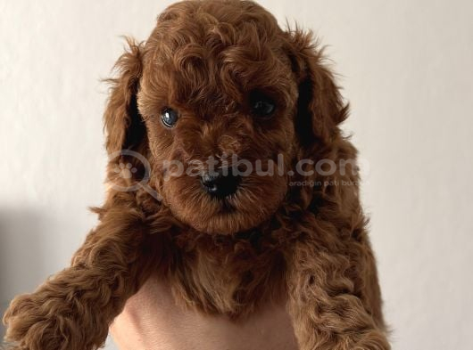 Yuvarlak Küçük Yüzlü Teacup Kore Poodle