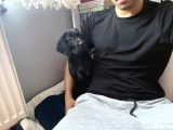 Dişi Black Labrador Tüm Aşıları Yapılmış