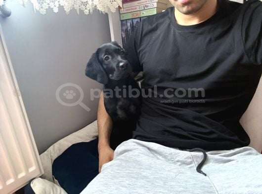 Dişi Black Labrador Tüm Aşıları Yapılmış görsel