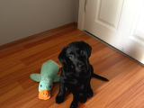 Dişi Black Labrador Tüm Aşıları Yapılmış