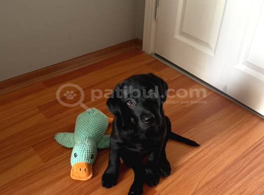 Dişi Black Labrador Tüm Aşıları Yapılmış