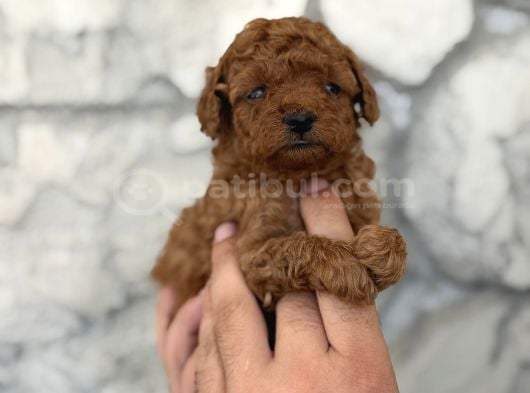 Seçkin Kan Hattından Poodle Yavruları görsel