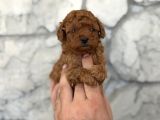 Seçkin Kan Hattından Poodle Yavruları