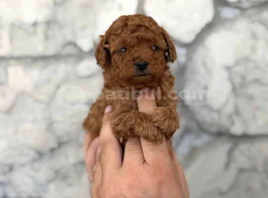 Seçkin Kan Hattından Poodle Yavruları görsel