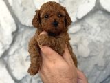 Seçkin Kan Hattından Poodle Yavruları