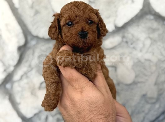 Seçkin Kan Hattından Poodle Yavruları görsel
