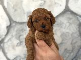 Seçkin Kan Hattından Poodle Yavruları