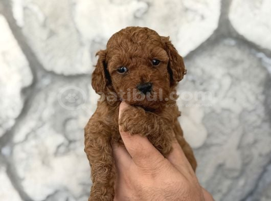 Seçkin Kan Hattından Poodle Yavruları görsel