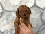 Seçkin Kan Hattından Poodle Yavruları