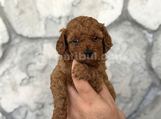 Seçkin Kan Hattından Poodle Yavruları