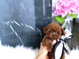 Red Brown Üst Kalite Toy Poodle Yavrular