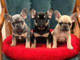 French Favn- Black Tan - Blue Tan Yavrularımız