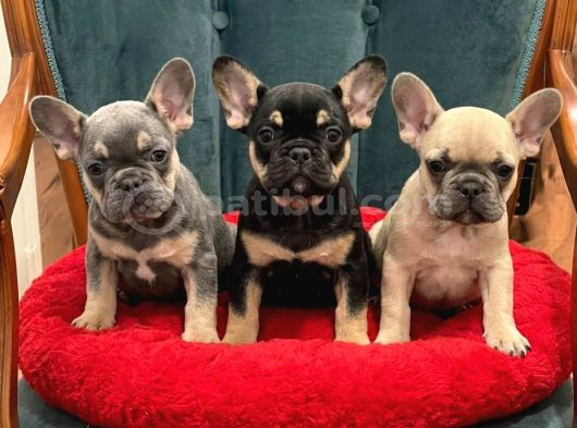 French Favn- Black Tan - Blue Tan Yavrularımız