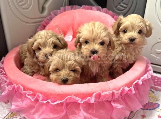 Hem Sosyal Hem Oyuncu Maltipoo Yavrular