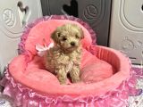 Hem Sosyal Hem Oyuncu Maltipoo Yavrular