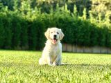 Eği̇ti̇m Merkezi̇nden Golden Retri̇ever Yavrulari