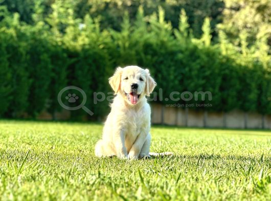 Eği̇ti̇m Merkezi̇nden Golden Retri̇ever Yavrulari görsel