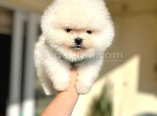 Pomerani̇an Boo 2 Ori̇ji̇nal Ayicik görsel