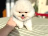 Pomerani̇an Boo 2 Ori̇ji̇nal Ayicik