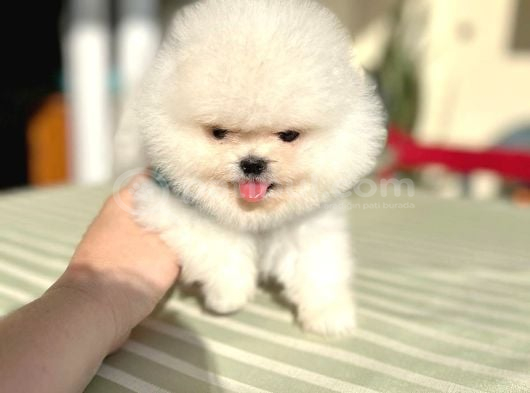 Pomerani̇an Boo 2 Ori̇ji̇nal Ayicik görsel