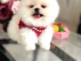 Pomerani̇an Boo 2 Ori̇ji̇nal Ayicik