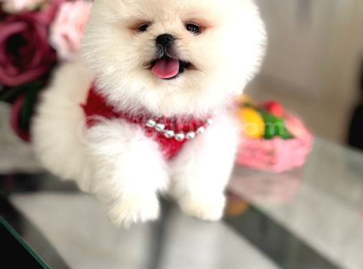 Pomerani̇an Boo 2 Ori̇ji̇nal Ayicik görsel