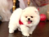 Pomerani̇an Boo 2 Ori̇ji̇nal Ayicik