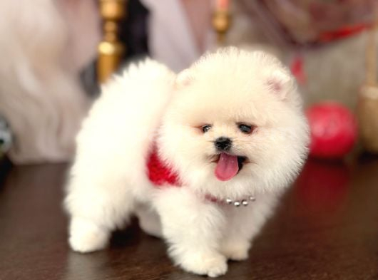 Pomerani̇an Boo 2 Ori̇ji̇nal Ayicik görsel