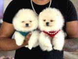 Pomerani̇an Boo 2 Ori̇ji̇nal Ayicik