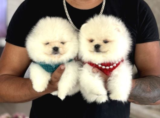 Pomerani̇an Boo 2 Ori̇ji̇nal Ayicik