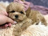 Sevimli Maltipoo Bebekler