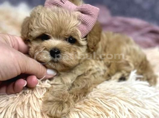 Sevimli Maltipoo Bebekler görsel