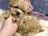 Sevimli Maltipoo Bebekler