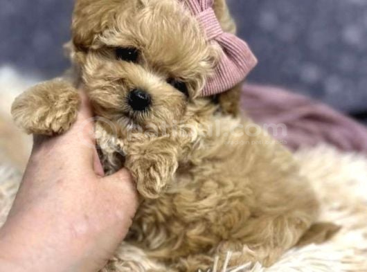Sevimli Maltipoo Bebekler