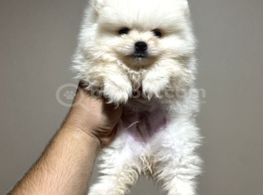 Pomeranian Yavrularımız Ilk Aşıları Yapıldı Wc Eğitimli görsel