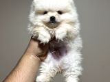 Pomeranian Yavrularımız Ilk Aşıları Yapıldı Wc Eğitimli