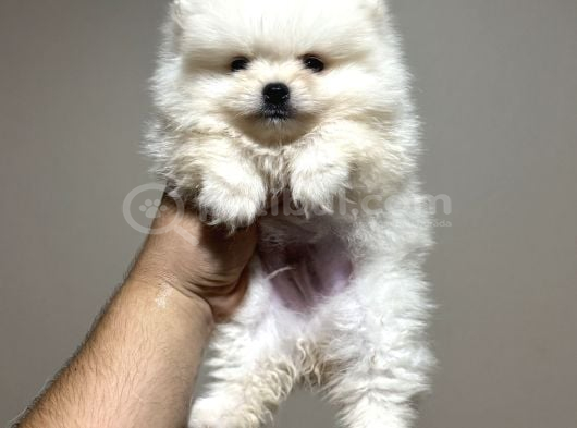 Pomeranian Yavrularımız Ilk Aşıları Yapıldı Wc Eğitimli görsel