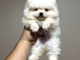 Pomeranian Yavrularımız Ilk Aşıları Yapıldı Wc Eğitimli