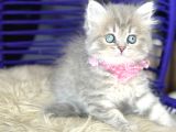 Güzellik Abidesi British Longhair Blue Golden