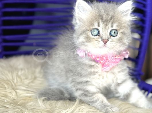 Güzellik Abidesi British Longhair Blue Golden