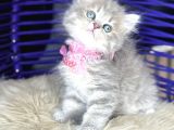 Güzellik Abidesi British Longhair Blue Golden
