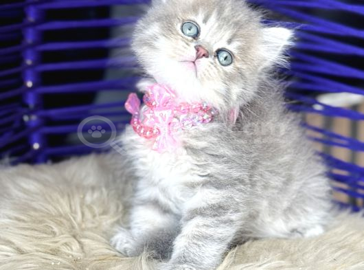 Güzellik Abidesi British Longhair Blue Golden görsel