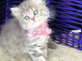 Güzellik Abidesi British Longhair Blue Golden