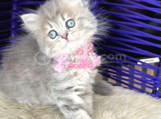 Güzellik Abidesi British Longhair Blue Golden görsel