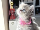 Güzellik Abidesi British Longhair Blue Golden
